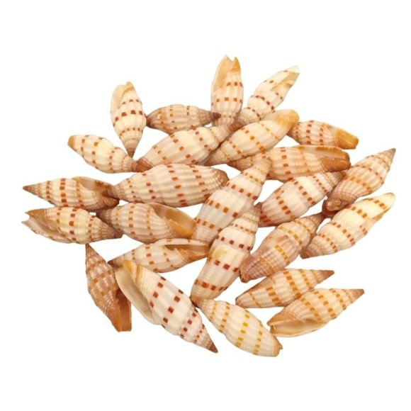 Rare Vintage Mitre Specimen Snail Shell Vexillum sanguisuga - 25pcs 1/2" to 1" L - Picture 1 of 3